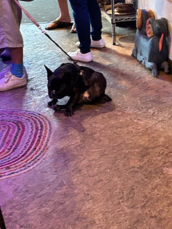 cute little dog in a coffee shop...but the shop owner should be able to restrict pets!