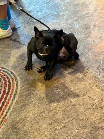 cute little dog but not a service animal