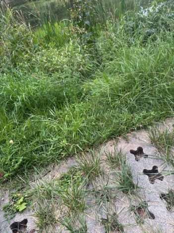 Porous pavement (Grasscrete) at Brookfield Park